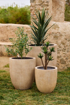 Cumino - Albero Jardinico